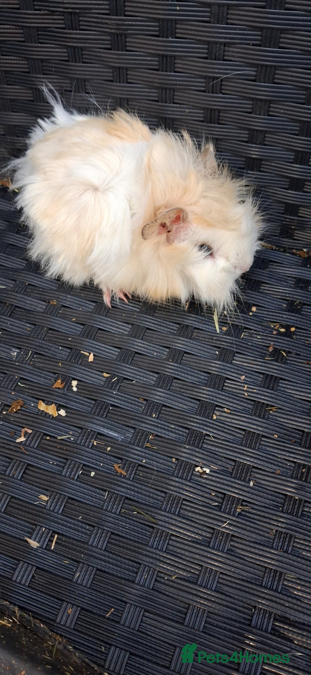 Guinea Pig rodents for sale: Baby boy guinea pigs ready to leave now  - Advert 5