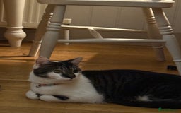 Mixed Breed cats for sale: Kevin the cat - 4 years old  - Image 3