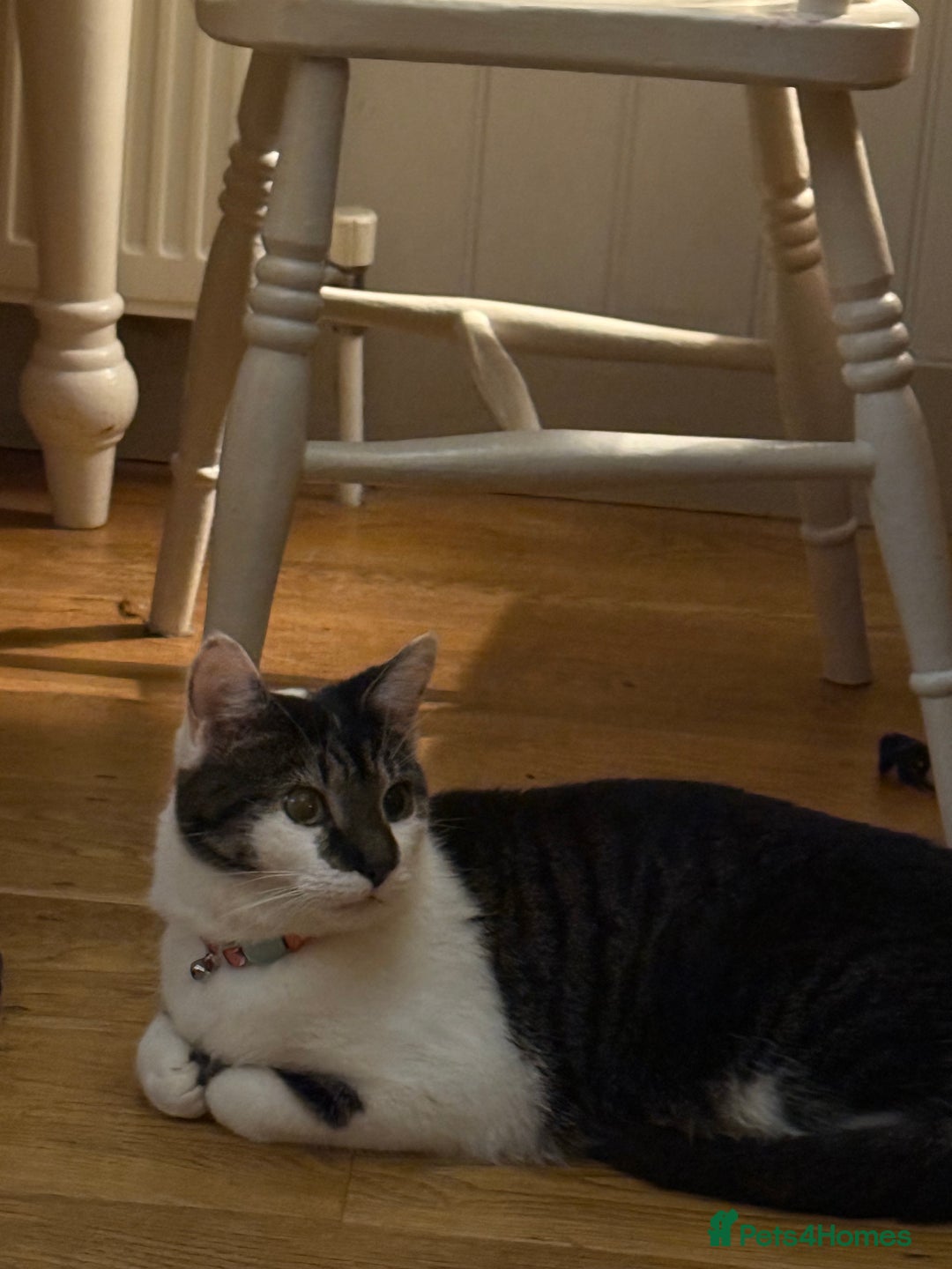 Mixed Breed cats for sale: Kevin the cat - 4 years old  - Image 3