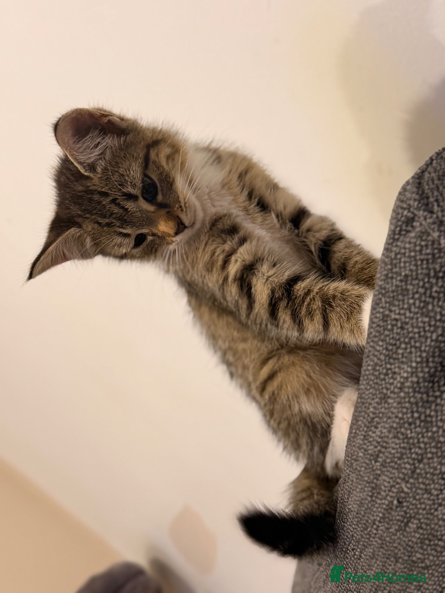 Mixed Breed cats Female kitten  - Advert 18