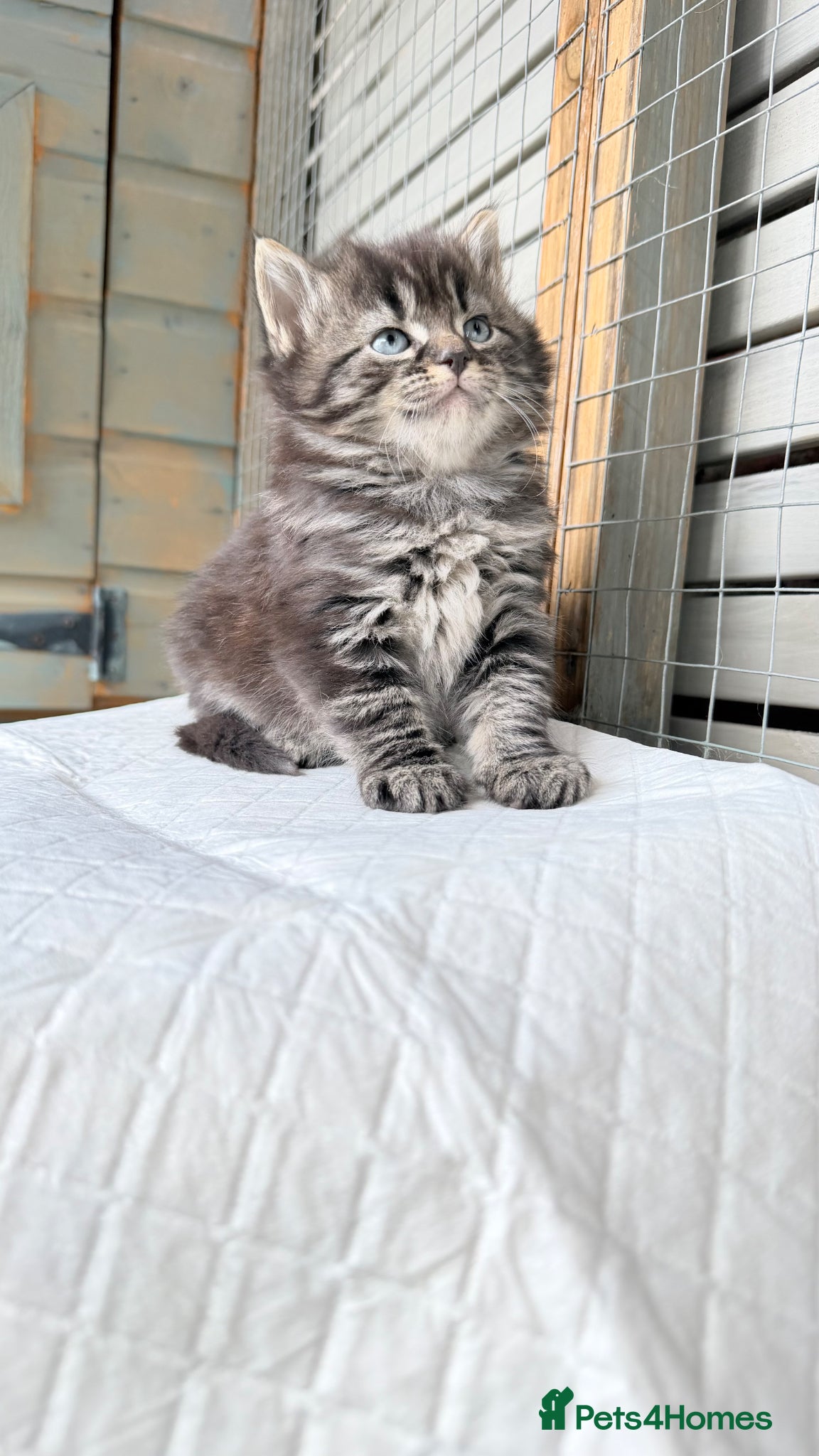 Mixed Breed cats Scottish fold cross ragdoll - Advert 16