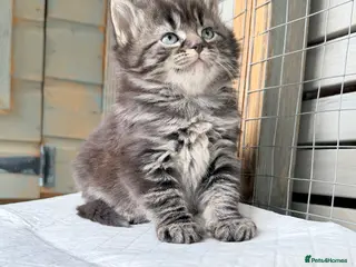 Mixed Breed cats Scottish fold cross ragdoll - Advert 16