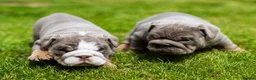 English Bulldog dogs for sale: English Bulldog Puppies  - Advert 8