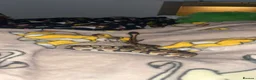 Python Snake reptiles for sale: BALL PYTHON in Runcorn - Advert 5