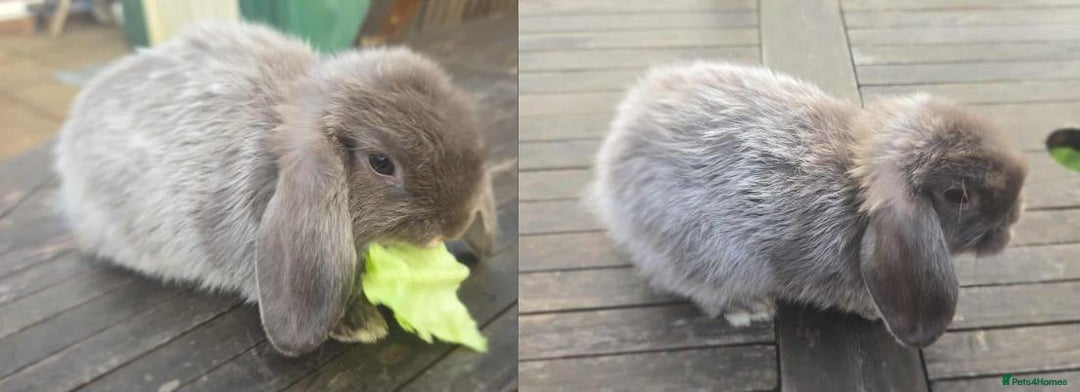 Mini Lop rabbits for sale: Pure bred mini lops looking for new home - Image 4