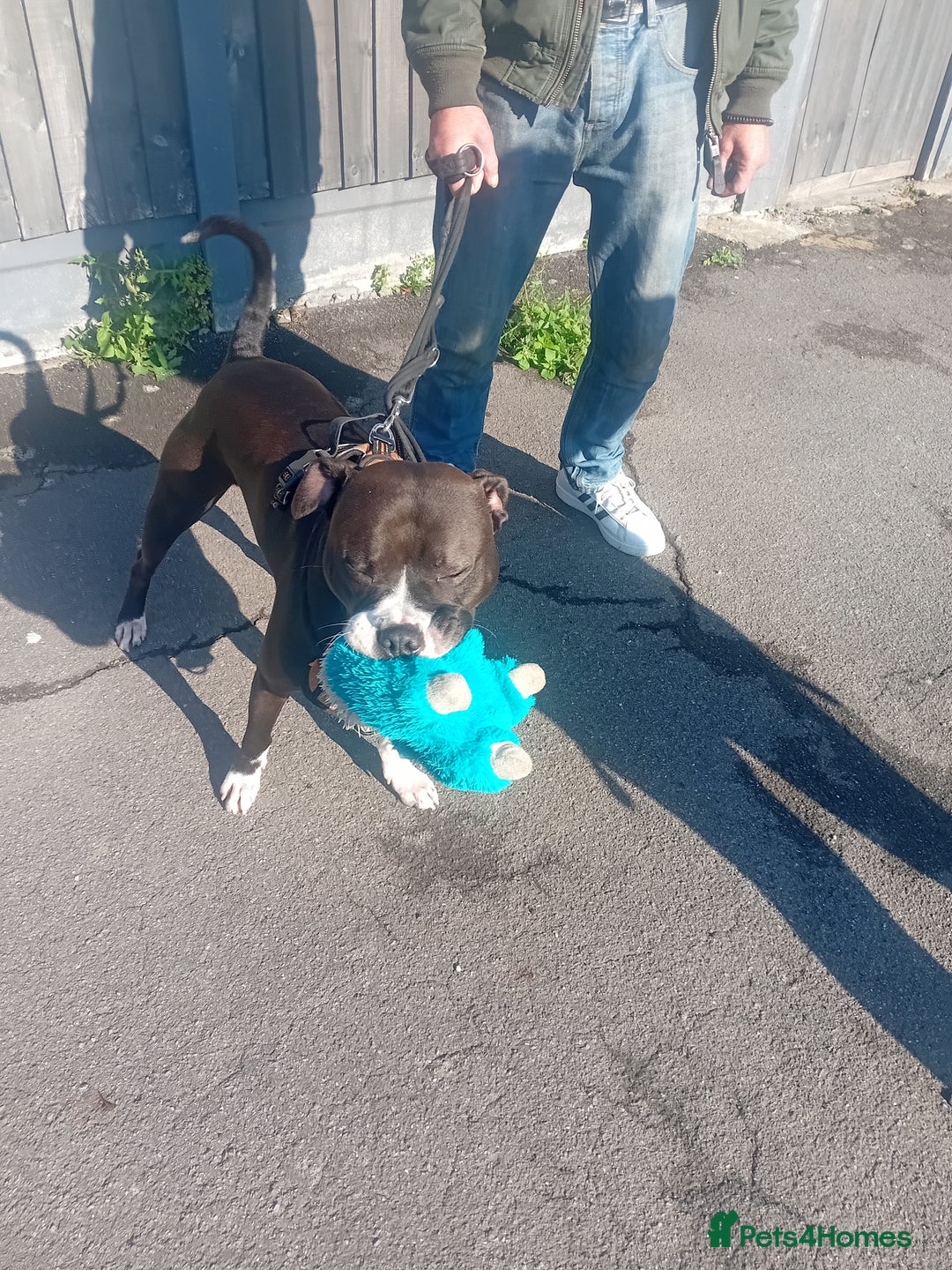 Mixed Breed dogs for adoption: Gorgeous young staffie cross for adoption  - Image 3