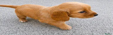 Cockapoo 2