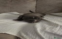 Staffordshire Bull Terrier dogs for sale: 3 Beautiful little staff boys - Image 17