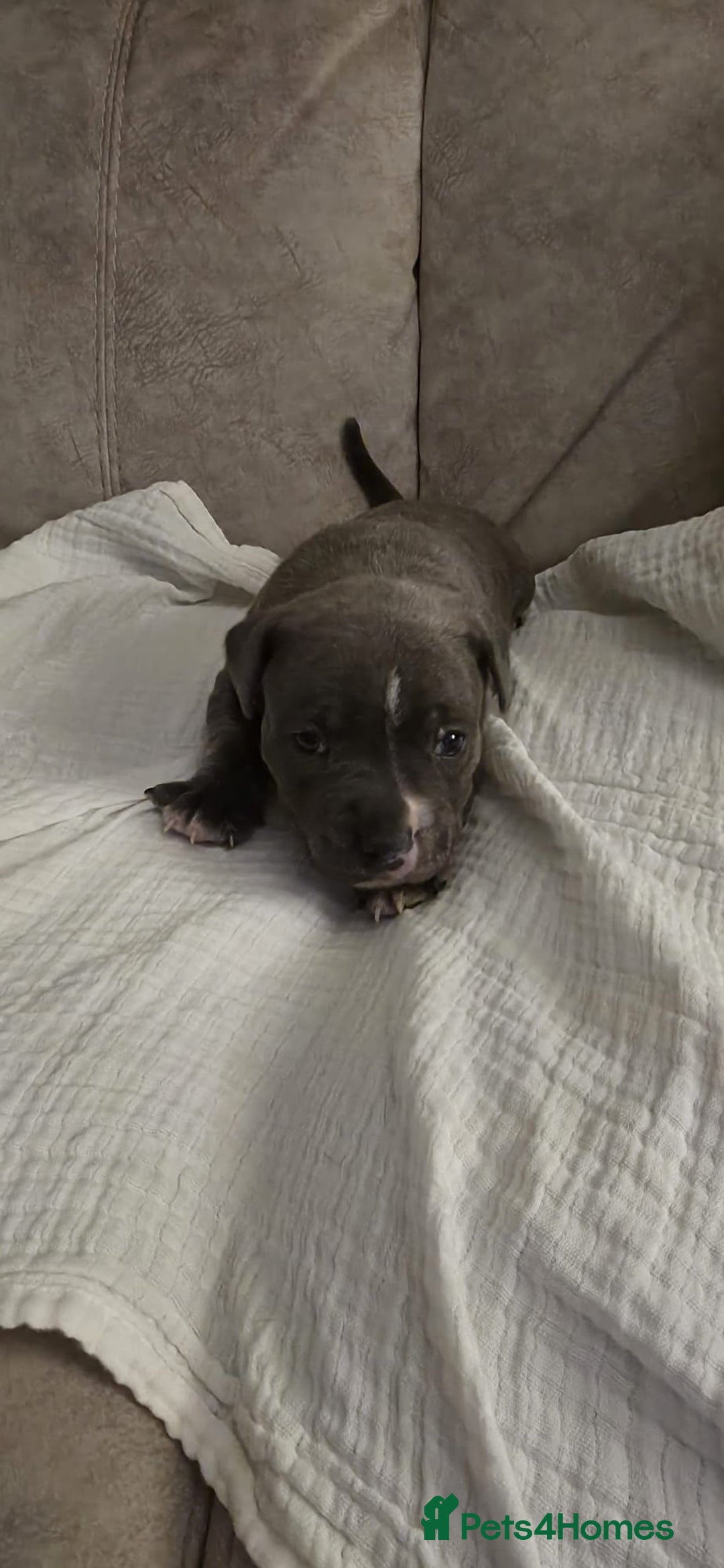 Staffordshire Bull Terrier dogs for sale: 3 Beautiful little staff boys - Image 17