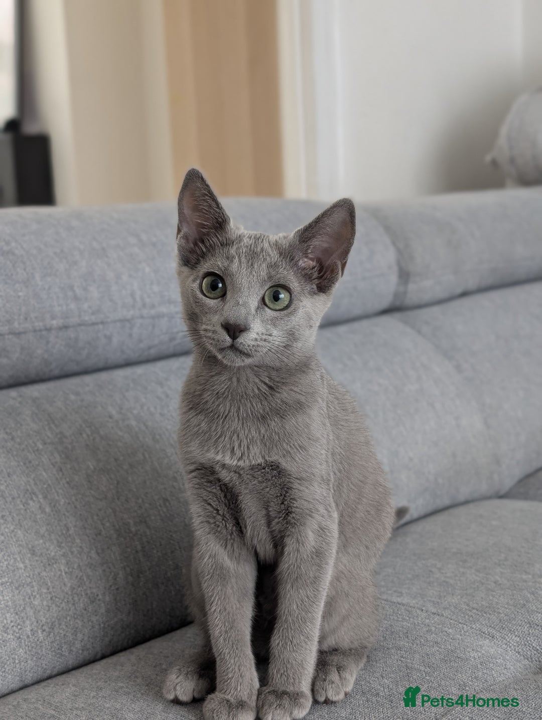 Russian Blue cats for sale: Last Russian Blue girl - Image 6