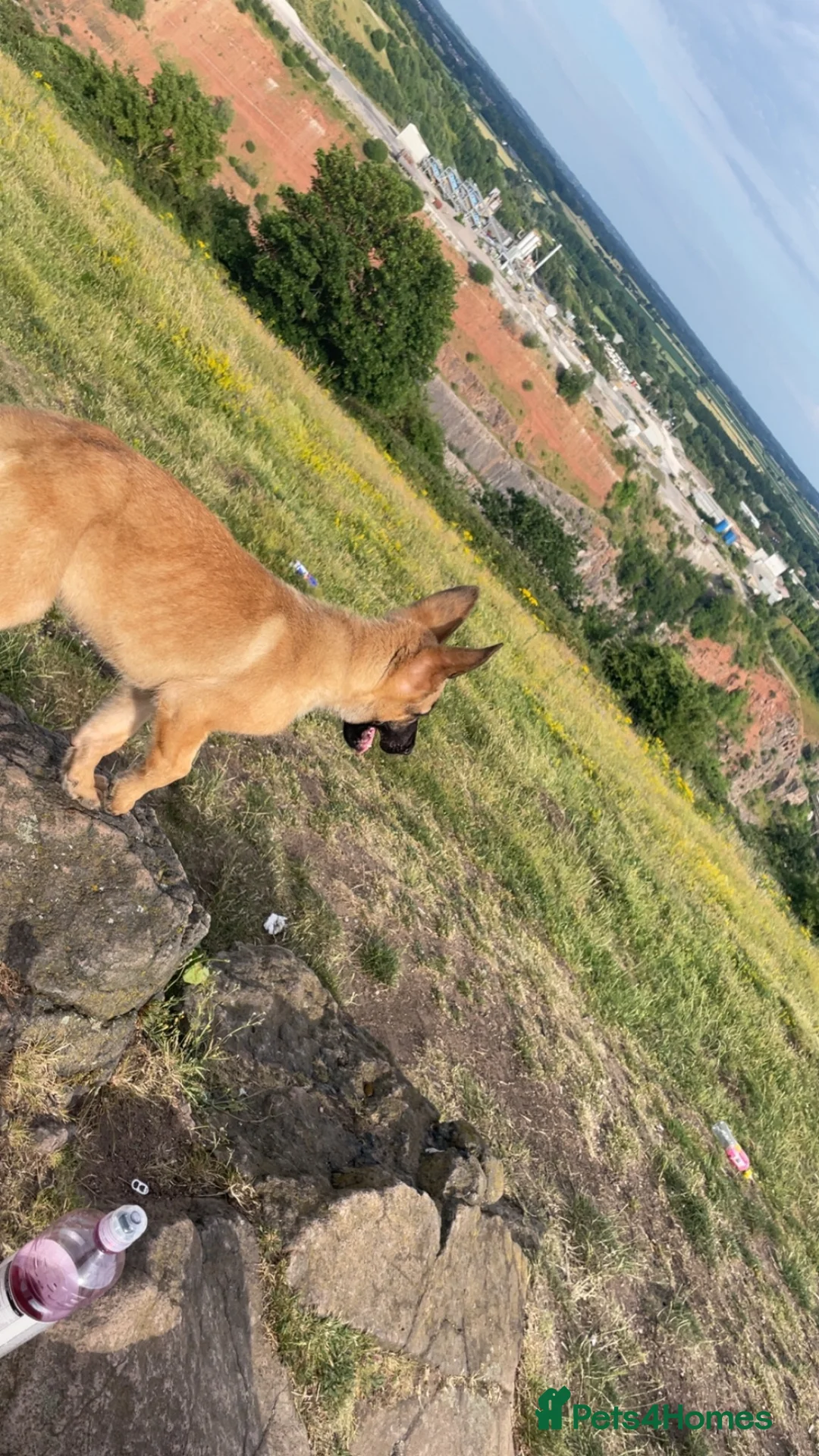 Mixed Breed dogs for sale: 2 x belgian malinois x german sheperd pups in Coventry - Advert 2