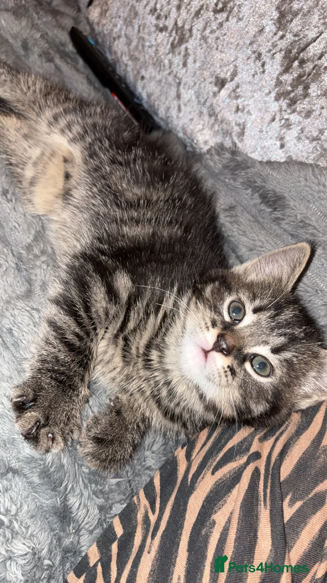 Mixed Breed cats for sale: Kittens - Advert 3