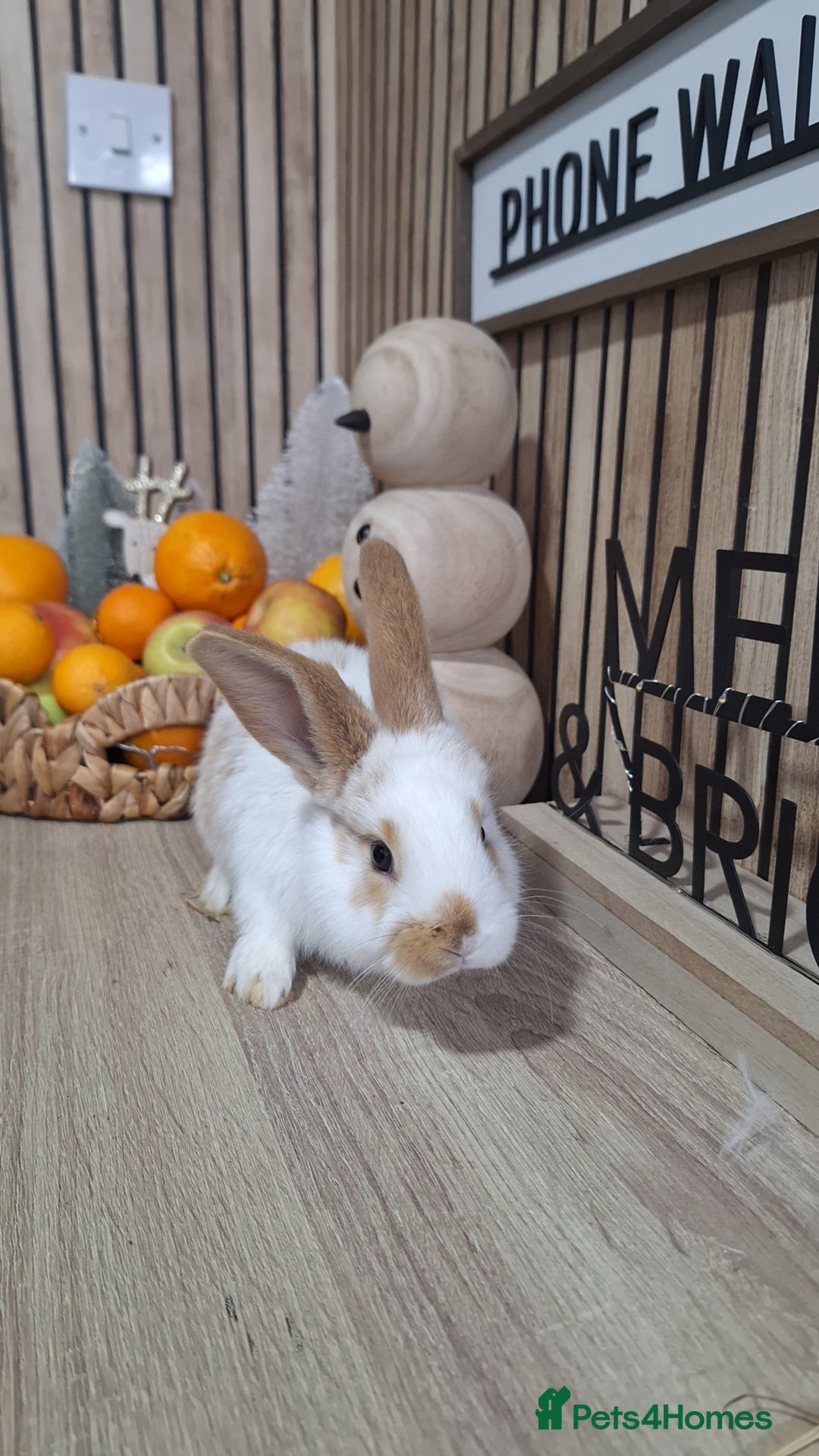 Continental Giant rabbits for sale: Giant baby rabbits  - Advert 5