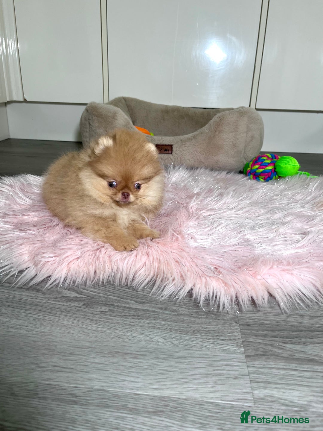 Pomeranian dogs for sale: 🐻Green eyed👁️Top Quality🔥 - Advert 20