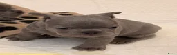French Bulldog dogs for sale: French Bulldog Puppies - Advert 24