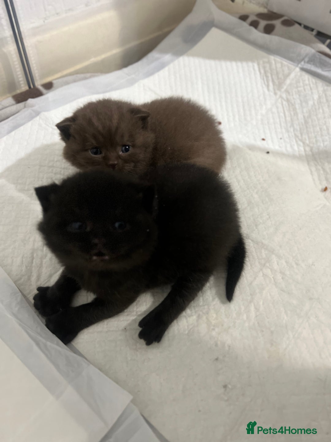 British Shorthair cats for sale: British short hair kittens - Image 15
