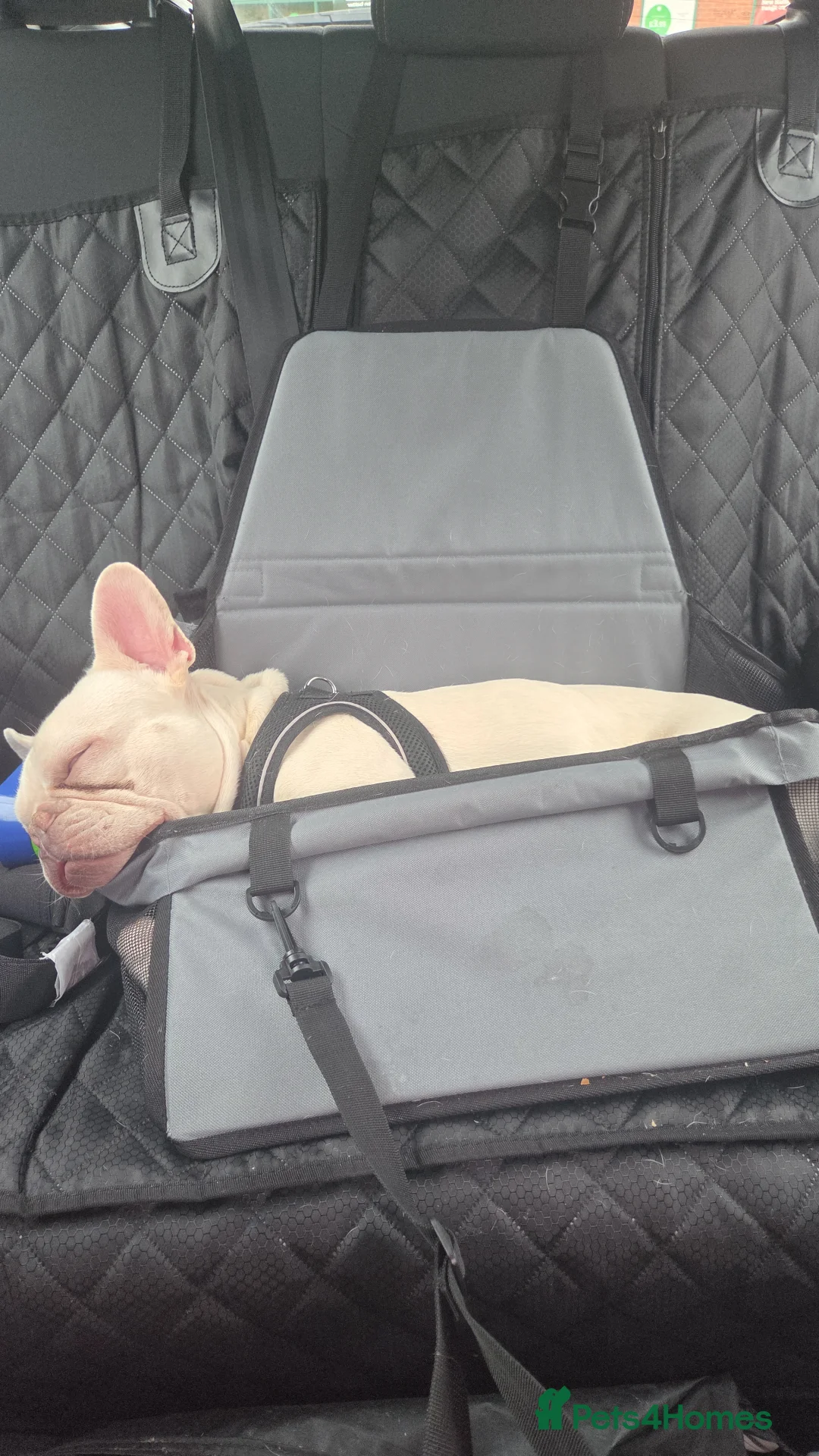 French Bulldog dogs for sale: Luca  in Aylesbury - Advert 1