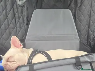 French Bulldog dogs Luca in Aylesbury - Advert 6