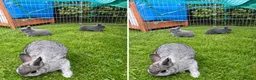 Mixed Breed rabbits for sale: Two beautiful baby bunnies  - Advert 3