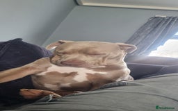 American Bully dogs for sale: 1 year old American Bully - Image 3
