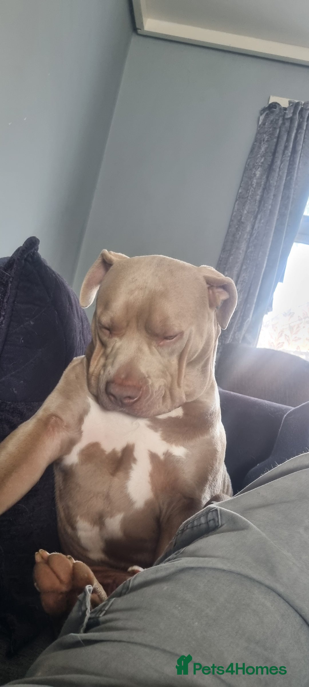 American Bully dogs for sale: 1 year old American Bully - Image 3