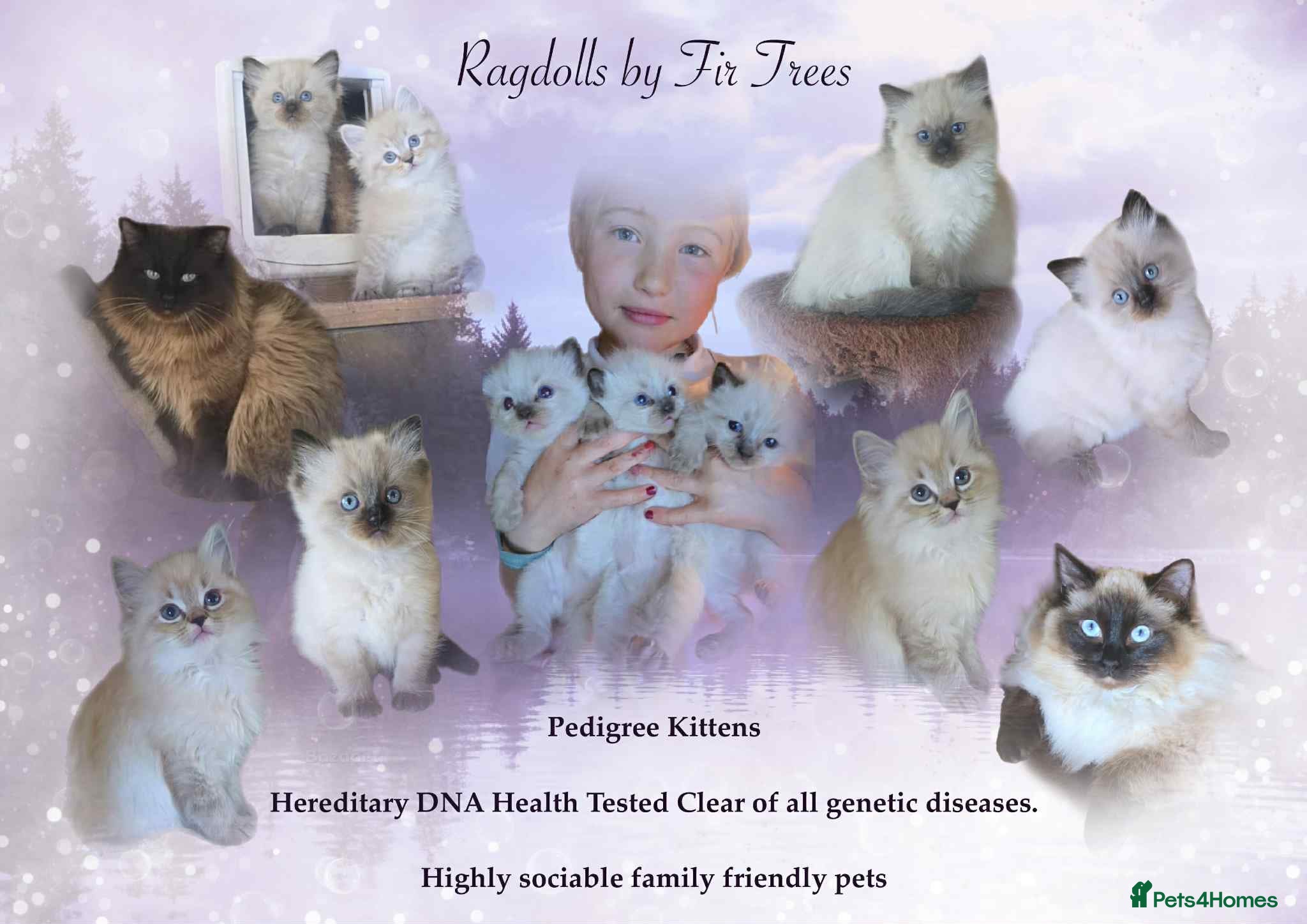 Ragdoll cats Ragdoll Kittens - READY NOW - Advert 1