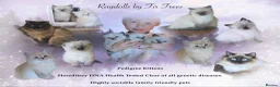 Ragdoll cats for sale: Ragdoll Kittens - READY NOW - Advert 1
