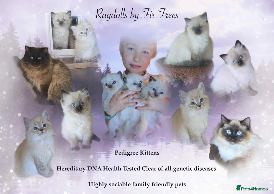 Ragdoll cats for sale: Ragdoll Kittens - READY NOW - Advert 1