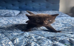 Mixed Breed cats for sale: 2 male kittens.  - Image 5
