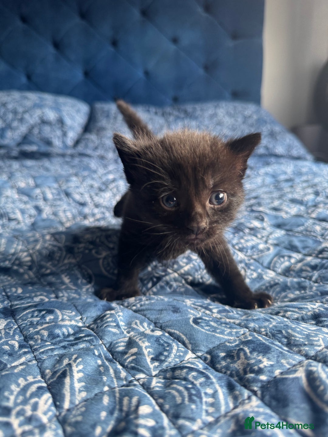 Mixed Breed cats for sale: 2 male kittens.  - Image 5