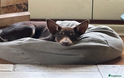 Australian Kelpie dogs for sale: Australian Kelpie 6 months male - Advert 6