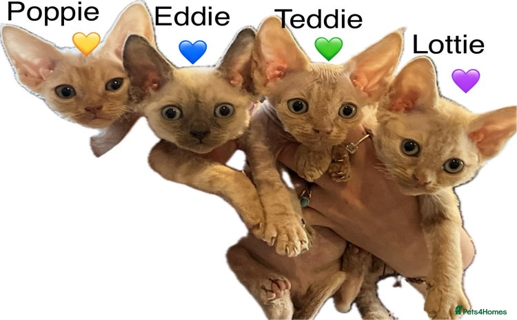 Devon Rex cats - Advert 1