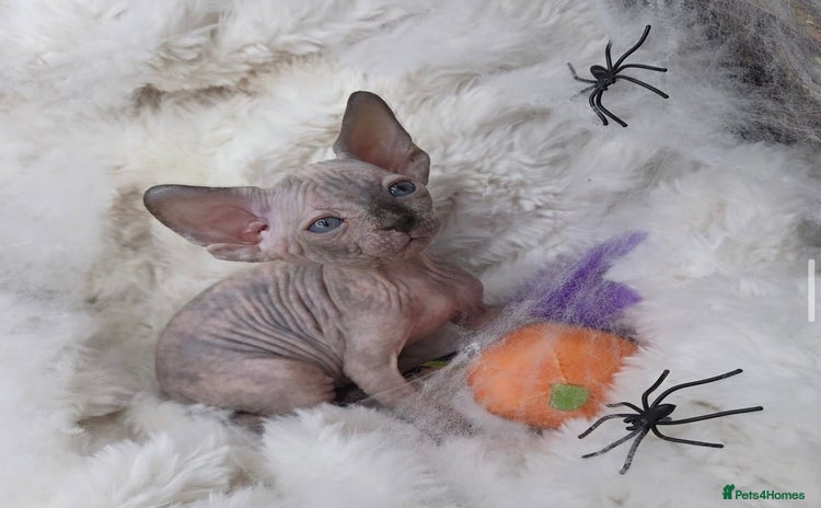 Sphynx cats 🐱GORGEOUS SPHYNX KITTENS AVAILABLE 🐱 - Advert 2