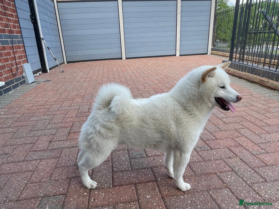 Japanese Shiba Inu dogs for stud: Health tested, KC Registered, Proven Stud - Image 1