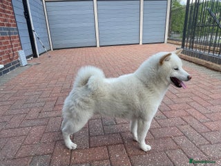 Japanese Shiba Inu dogs - Advert 1