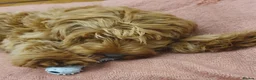 Cockapoo dogs for sale: Male cockapoo pup for sale - Advert 4