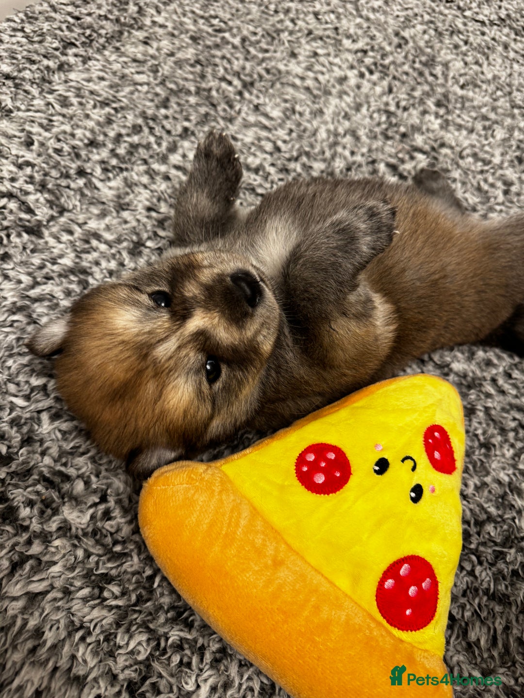 Mixed Breed dogs for sale: Chowski puppies for sale  - Advert 3