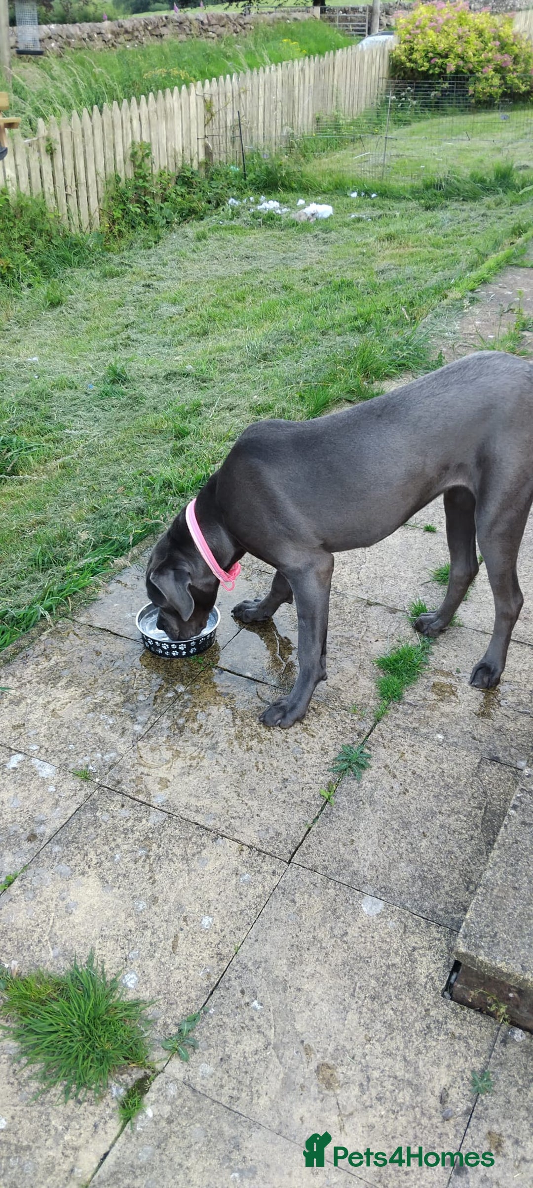 Cane Corso dogs for sale: River - Image 4