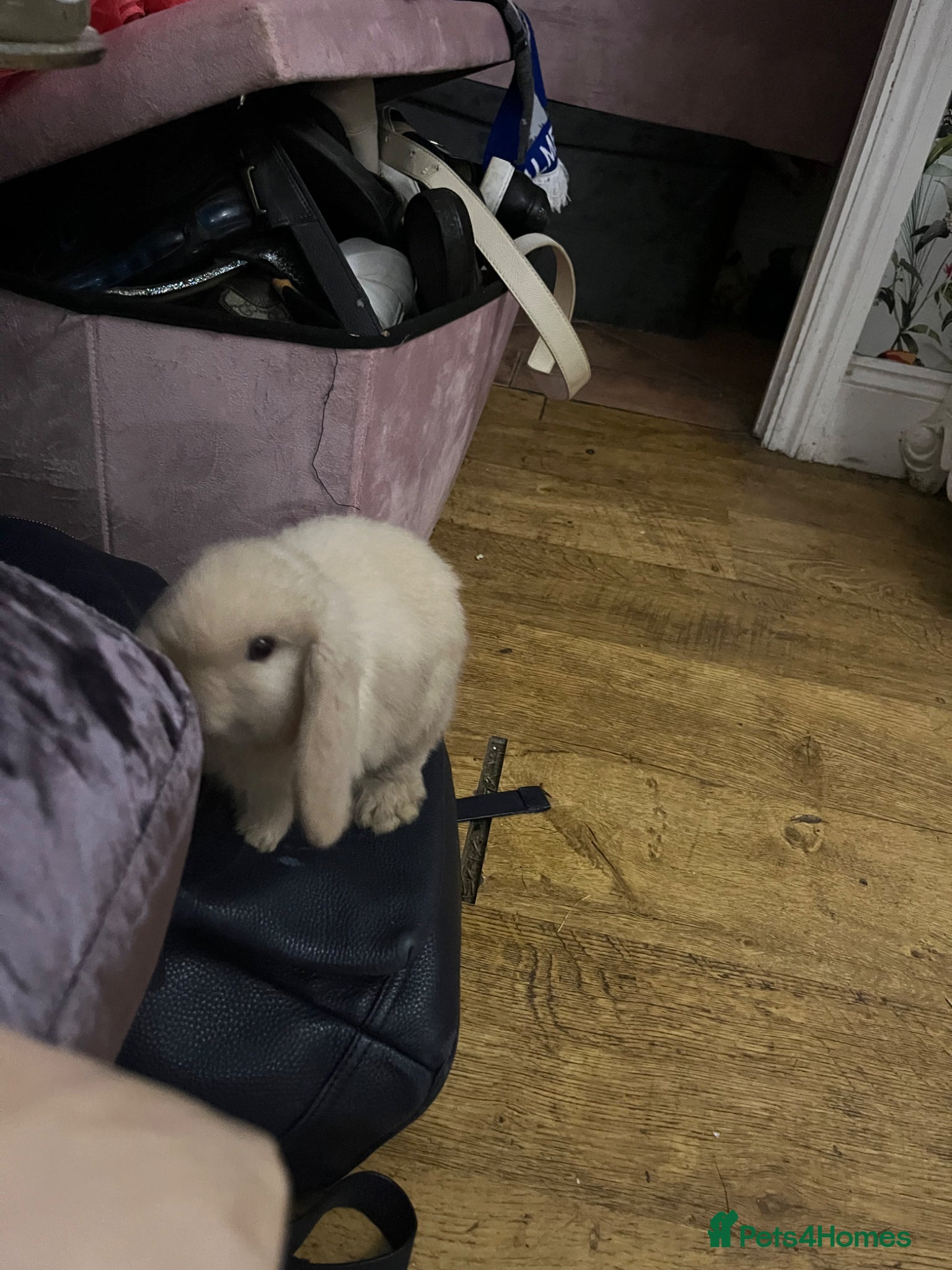 Mini Lop rabbits Beautiful lop bunny white needs a good home  - Advert 1