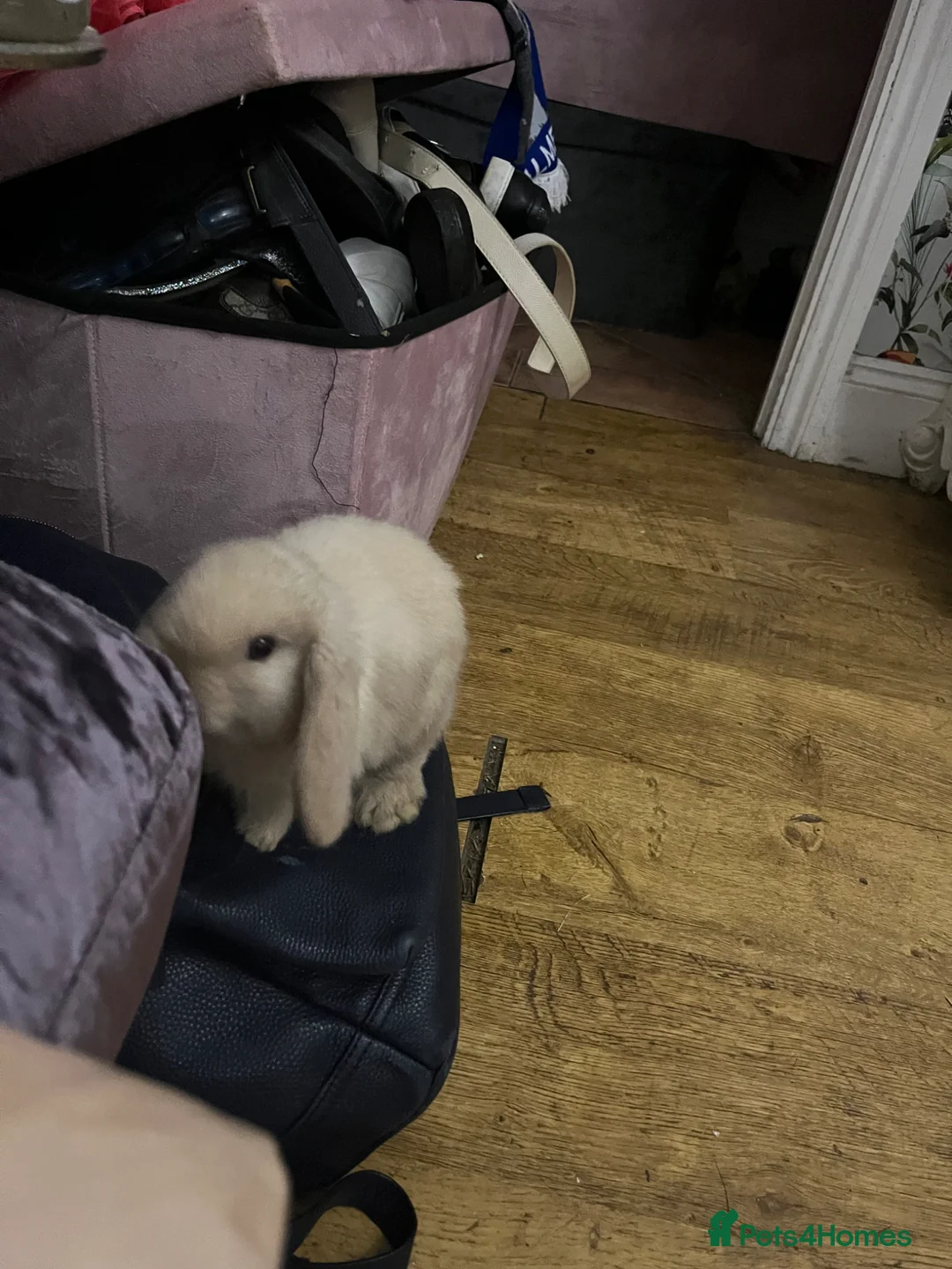 Mini Lop rabbits for sale: Beautiful lop bunny white needs a good home  in London - Advert 1
