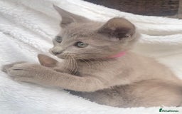 Mixed Breed cats for sale: Oriental X Siamese  - Image 24