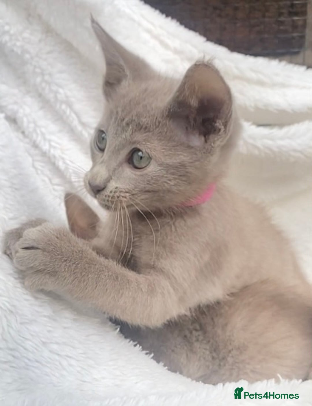 Mixed Breed cats for sale: Oriental X Siamese  - Image 24