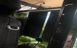 Gecko reptiles for sale: Crested Gecko and Full Bioactive Setup - Image 4