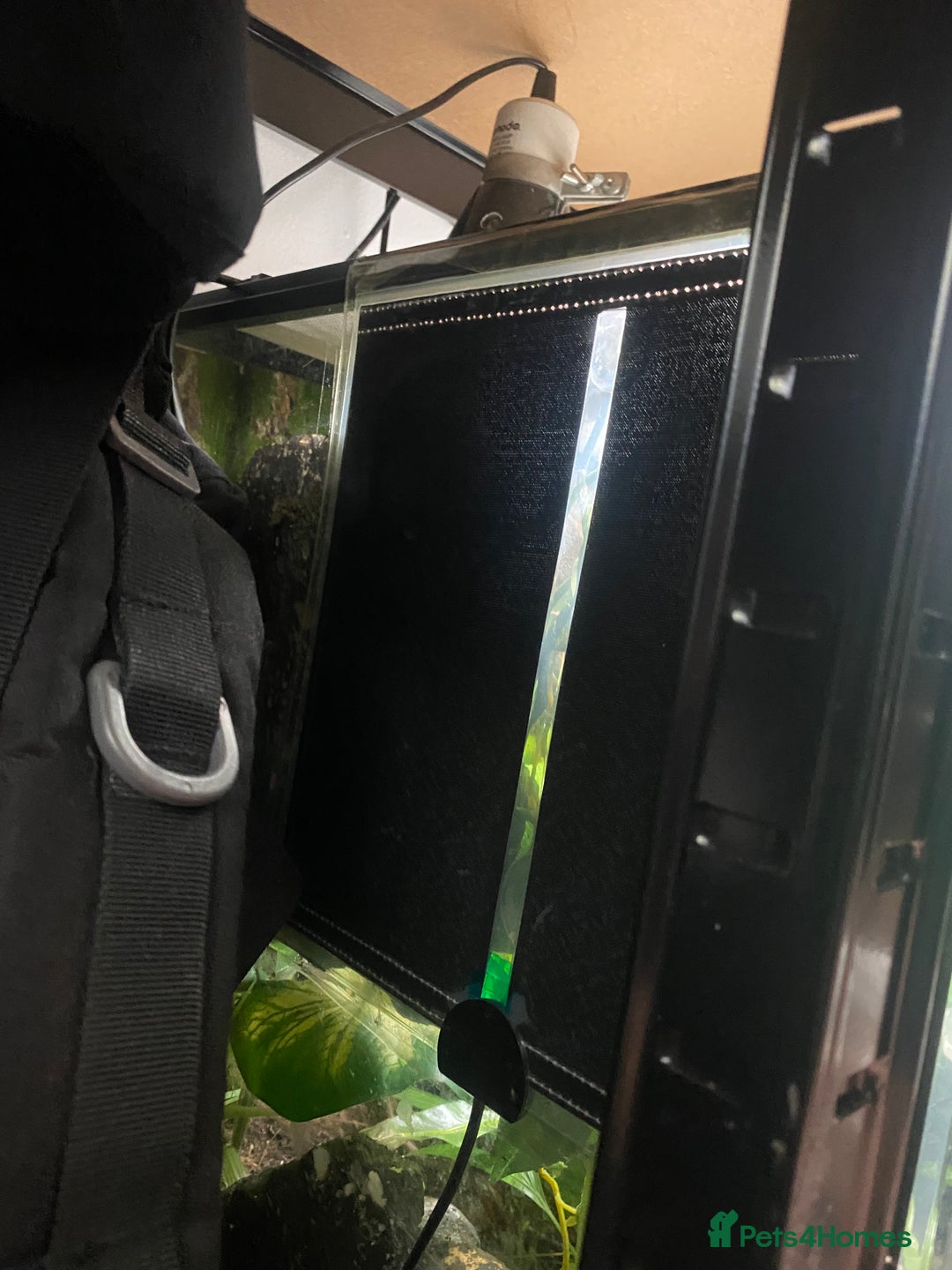 Gecko reptiles for sale: Crested Gecko and Full Bioactive Setup - Image 4