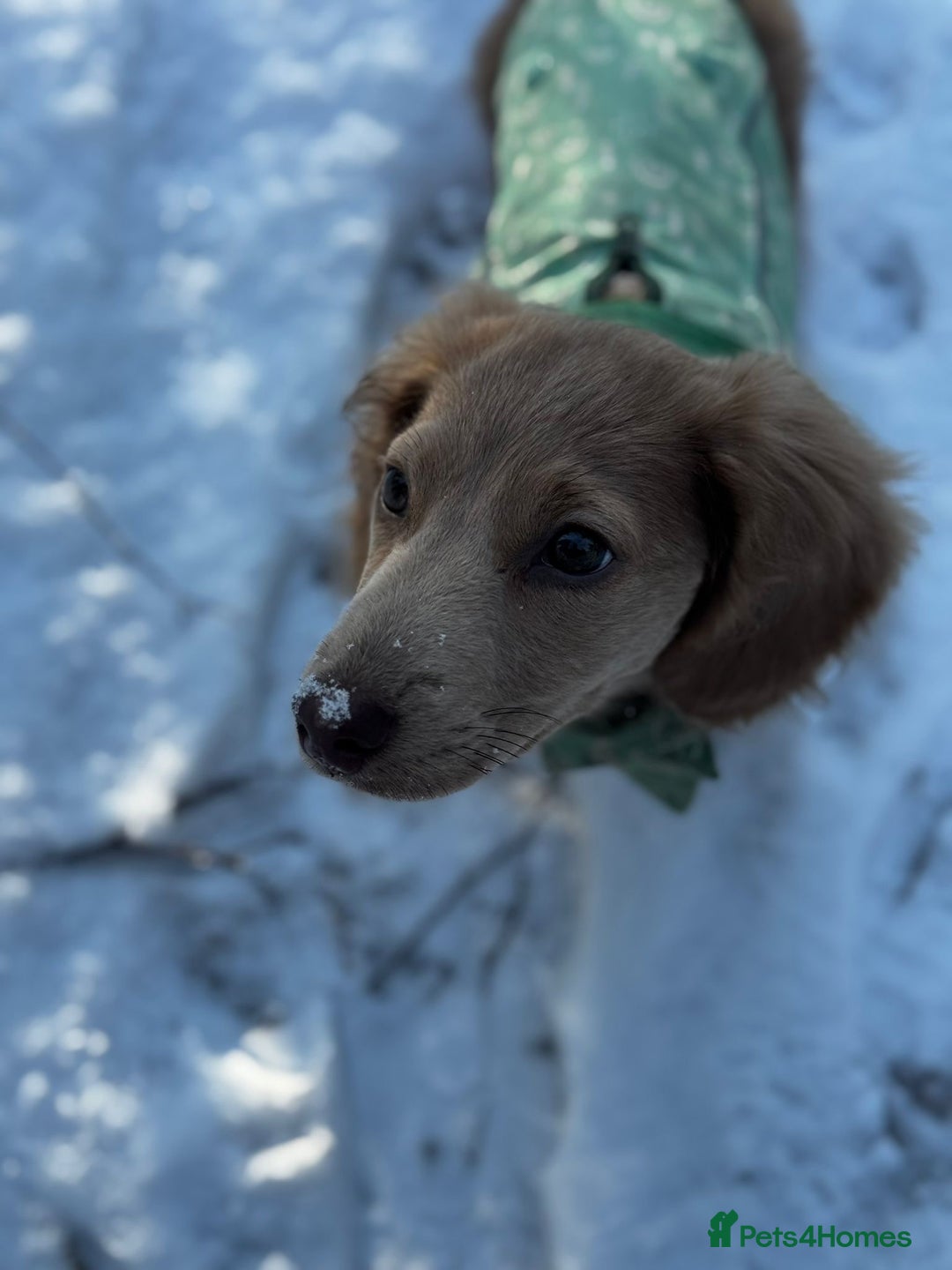 Miniature Dachshund dogs for sale: Long haired miniature dachshund - Advert 2