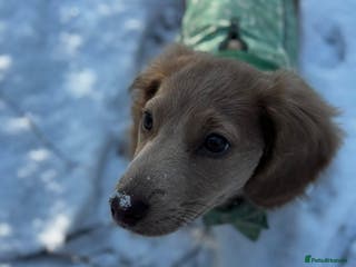 Miniature Dachshund dogs Long haired miniature dachshund - Advert 1