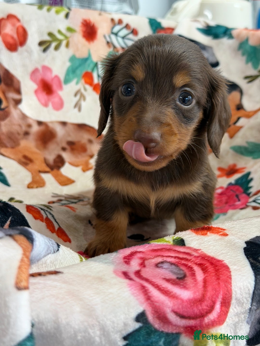 Miniature Dachshund dogs for sale: 2 left Long haired mini dachshund pups  - Advert 3