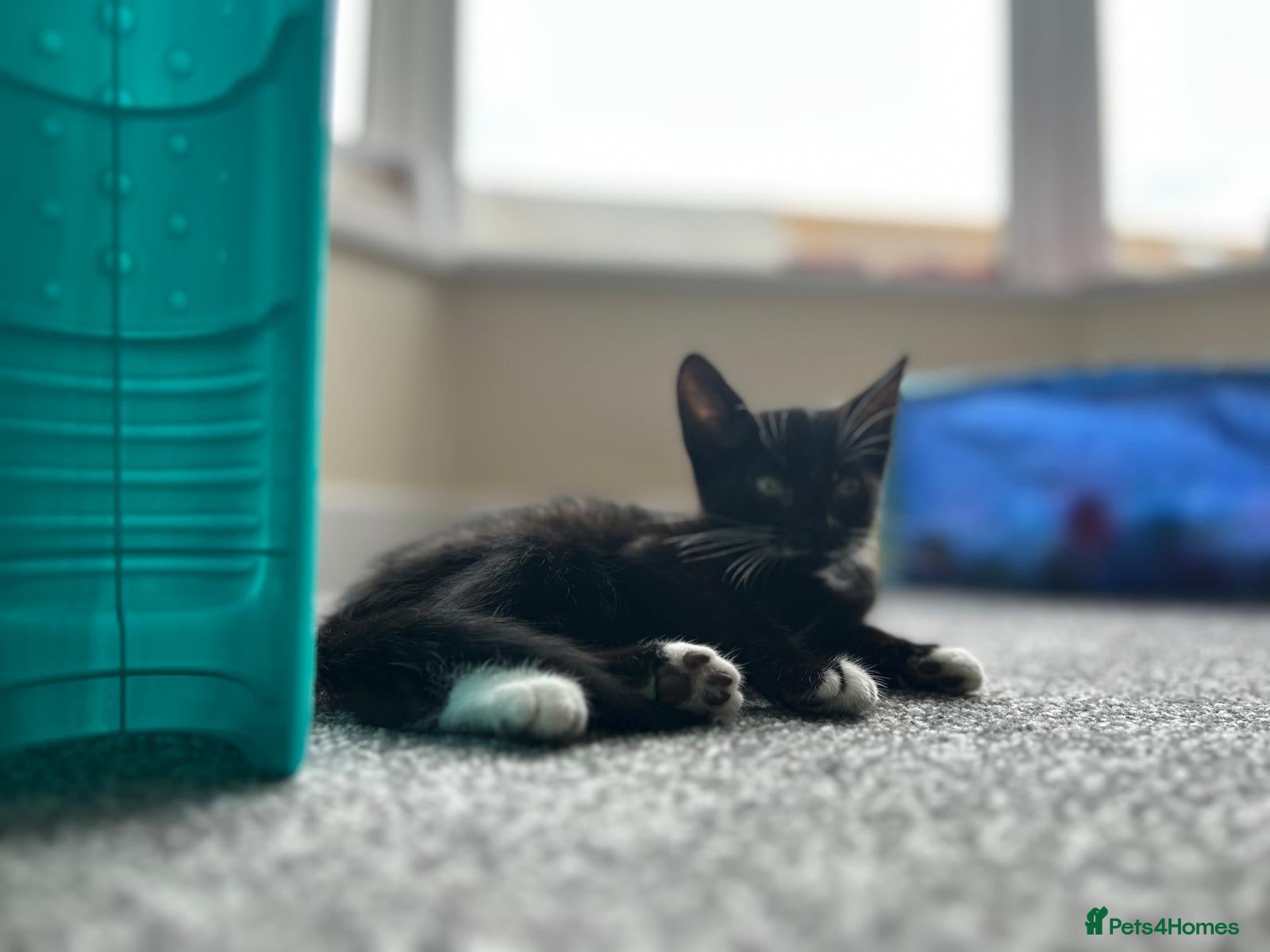 Mixed Breed cats Kitten - Advert 1