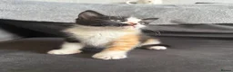 Domestic Shorthair cats for sale: 4 Adorable Domestic Shorthair Kittens - Advert 11