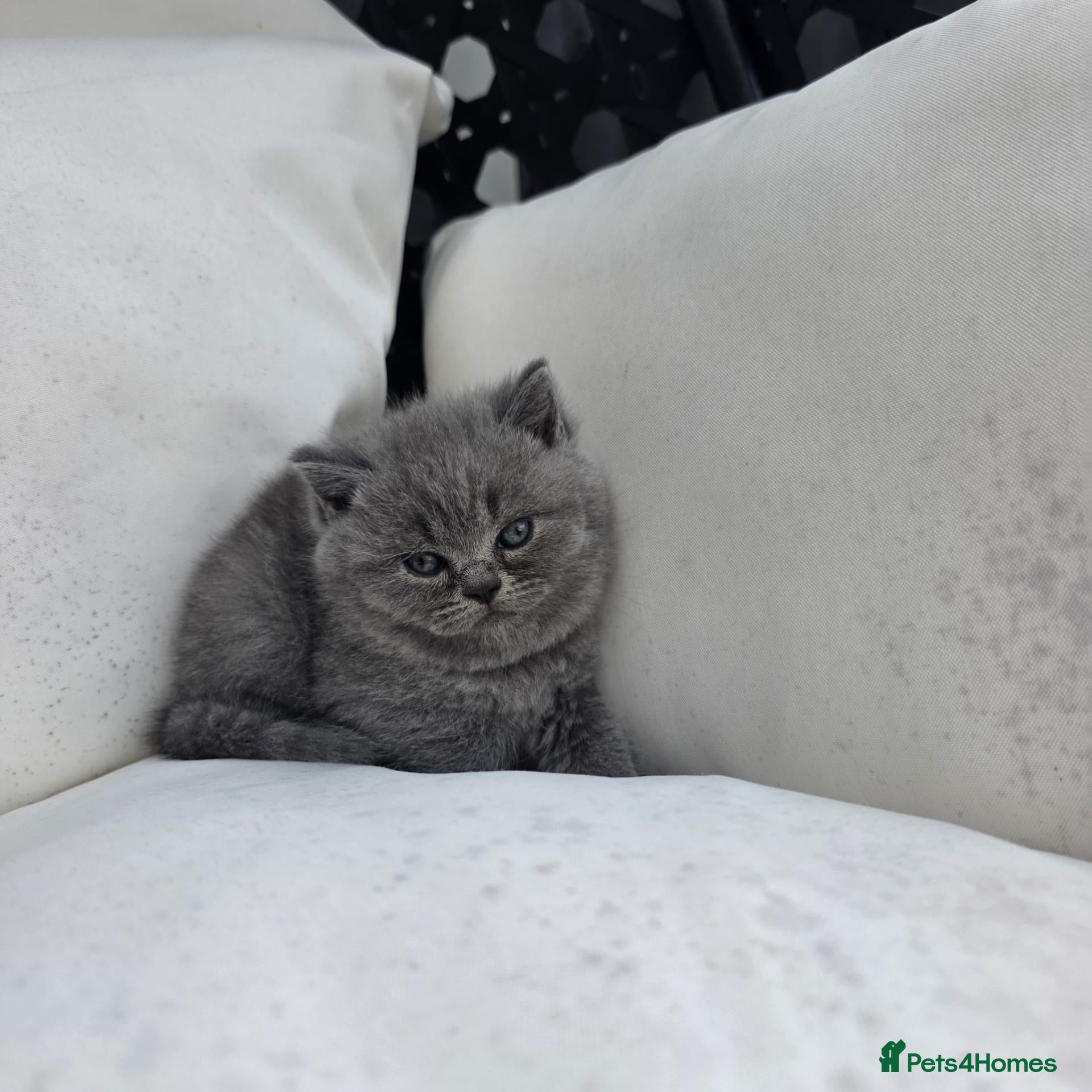 British Shorthair cats Beautiful British shorthair kittens  - Advert 2